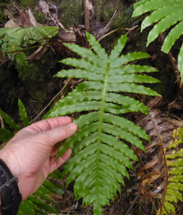 Cranfillia glabrescens