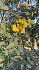 Erythrostemon mexicanus