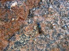 Flohria subcoerulea