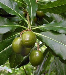 Pittosporum rarotongense