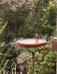 Pachycephala pectoralis