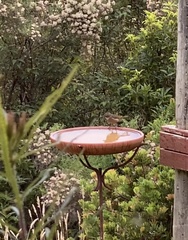 Pachycephala pectoralis