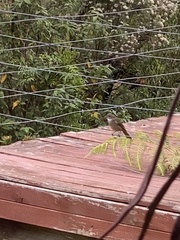 Pachycephala pectoralis