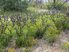 Petrophile multisecta