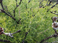 Petrophile multisecta