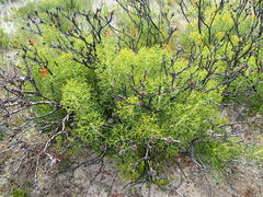 Petrophile multisecta