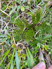Aciphylla multisecta