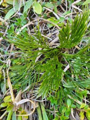 Aciphylla multisecta