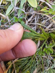 Aciphylla multisecta