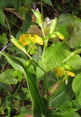 Aneilema aequinoctiale