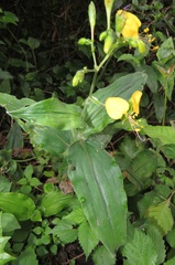 Aneilema aequinoctiale