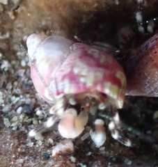 Phasianellidae