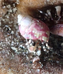 Phasianellidae