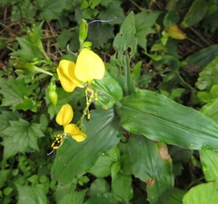 Aneilema aequinoctiale