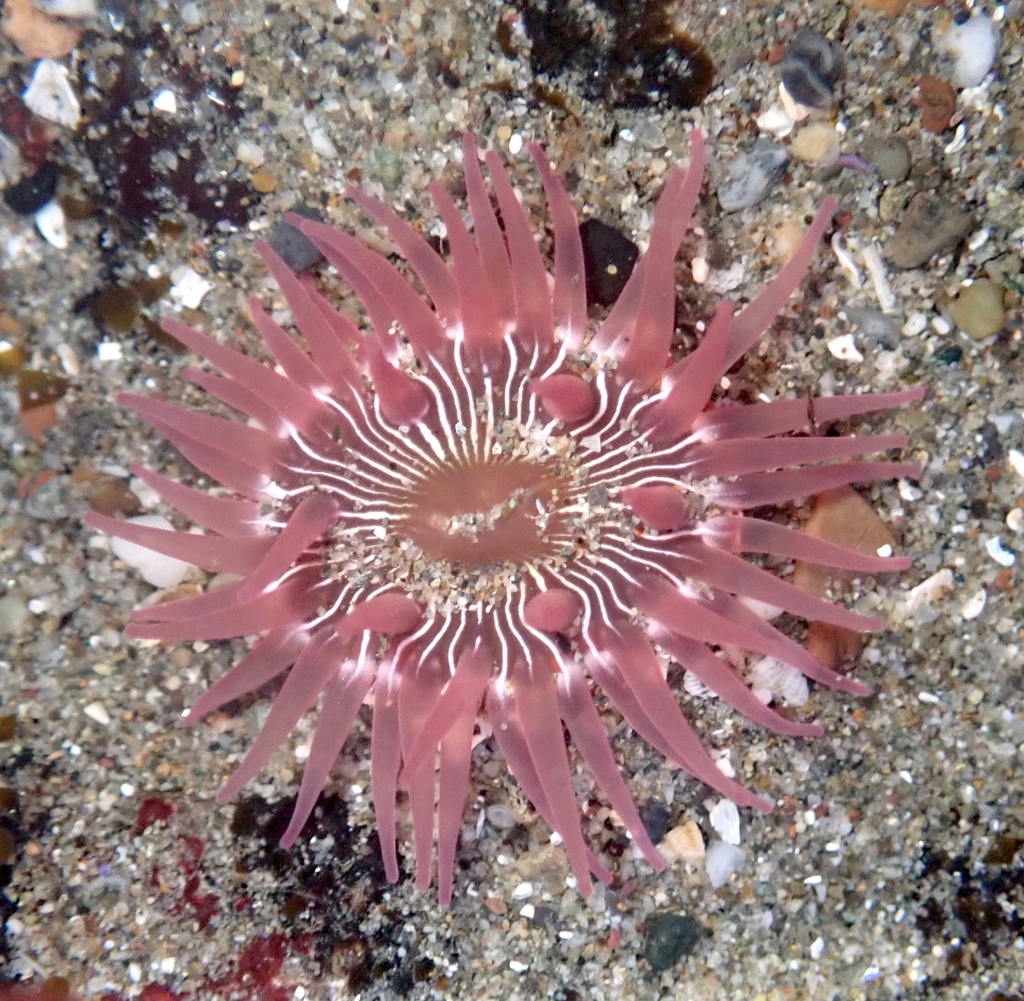 Warty Columned Anemone