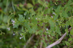 Valeriana chaerophylloides