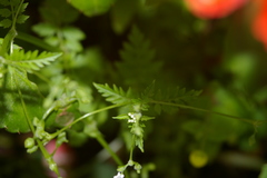 Valeriana chaerophylloides