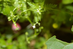 Valeriana chaerophylloides