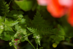 Valeriana chaerophylloides