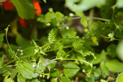 Valeriana chaerophylloides