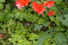 Valeriana chaerophylloides