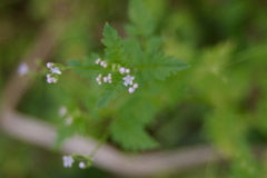 Valeriana chaerophylloides