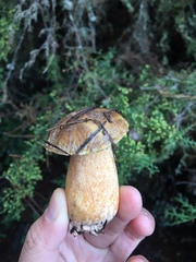 Suillus fuscotomentosus