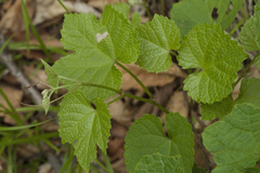 Vitis amurensis