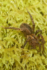 Gradungula sorenseni