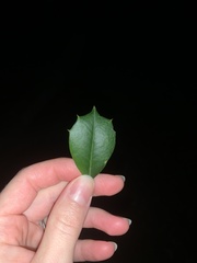 Ilex × attenuata