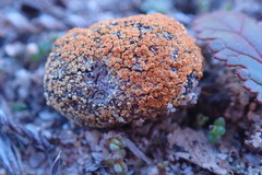 Caloplaca subpyraceella