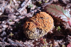 Caloplaca subpyraceella