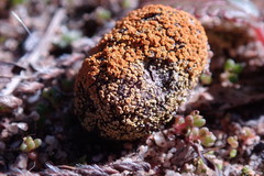 Caloplaca subpyraceella