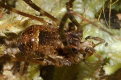 Forsteropsalis inconstans