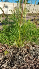 Pulsatilla vulgaris