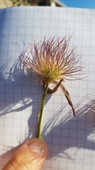Pulsatilla vulgaris