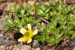 Ranunculus glabrifolius