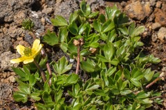 Ranunculus glabrifolius
