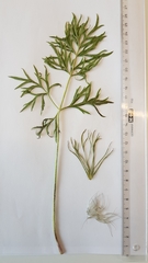 Pulsatilla vulgaris