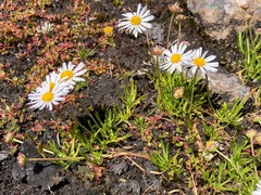 Brachyscome radicans