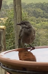 Pachycephala pectoralis