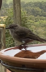 Pachycephala pectoralis