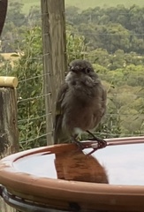 Pachycephala pectoralis