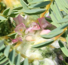 Astragalus thracicus