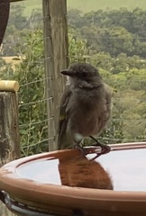 Pachycephala pectoralis