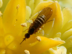 Mythicomyiidae