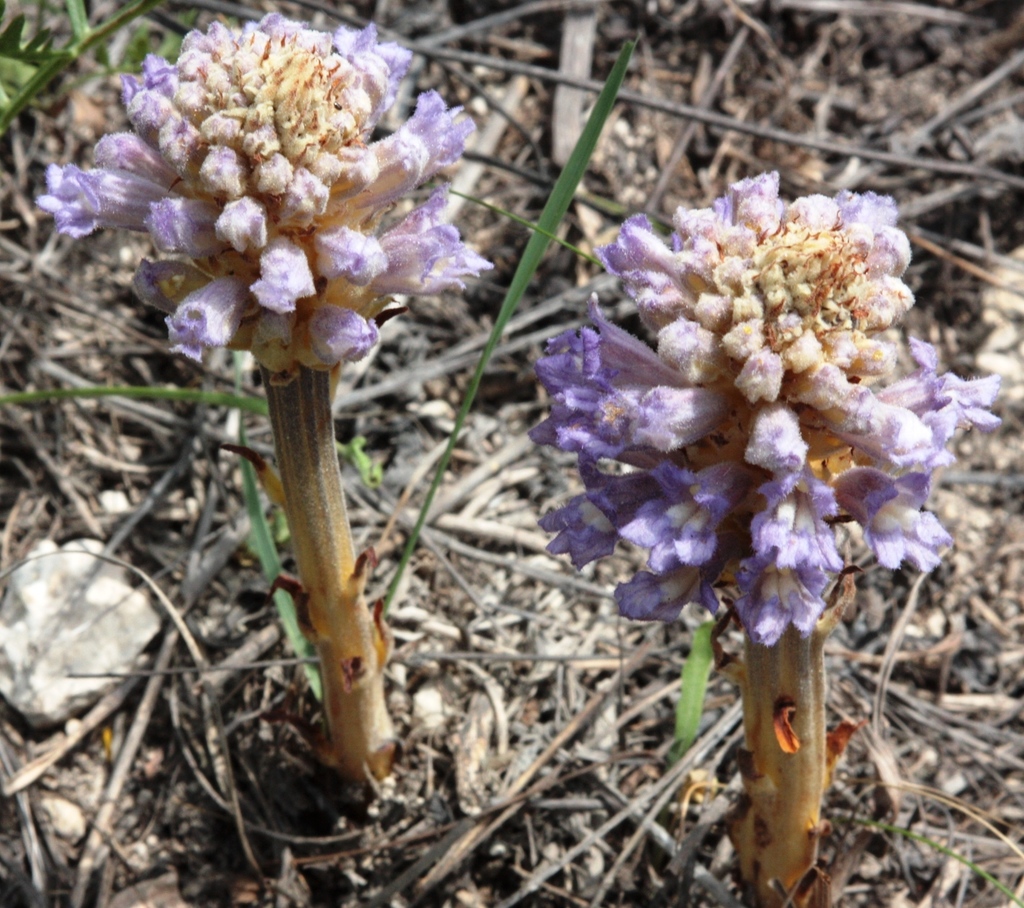 Phelipanche uralensis