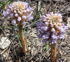 Phelipanche uralensis