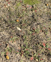 Caloplaca subpyraceella