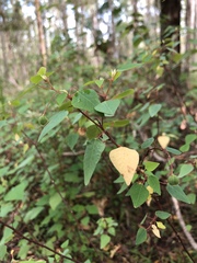 Homalanthus stillingiifolius
